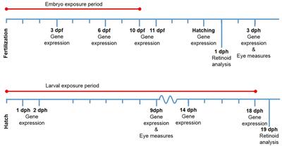 Offshore Crude Oil Disrupts Retinoid Signaling and Eye Development in Larval Atlantic Haddock